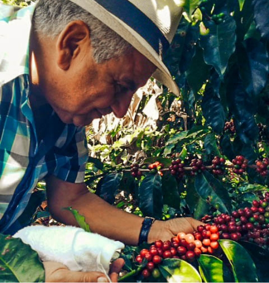 Harvesting Coffee Beans