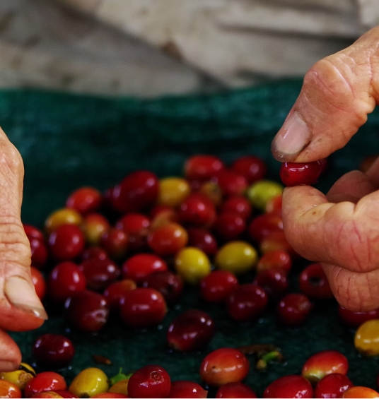 Coffee Beans